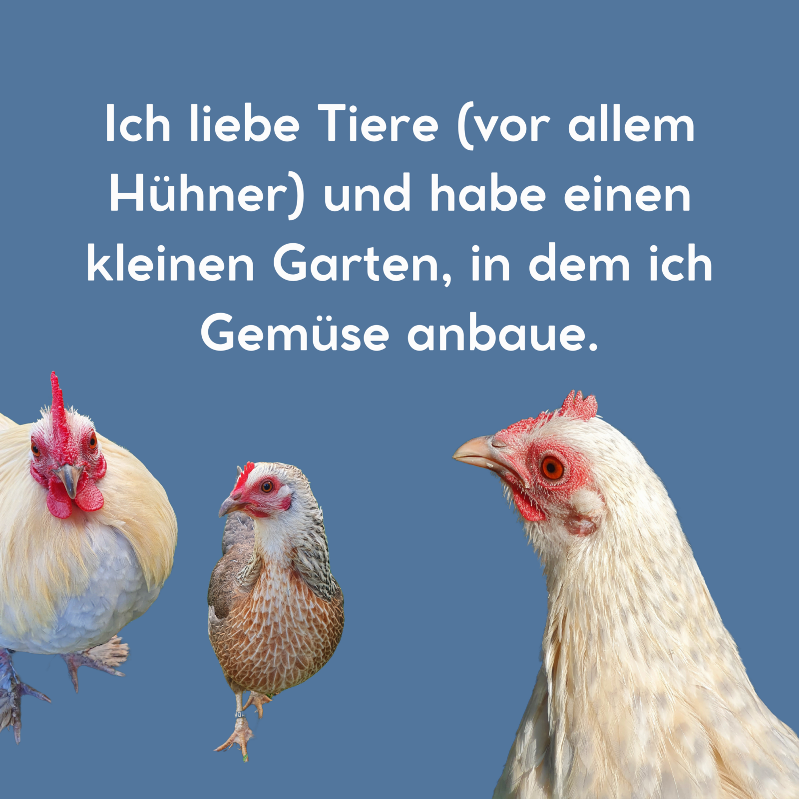 Dunkelblauer Hintergrund mit Hühnerfotos. Auf dem Hintergrund steht: "Ich liebe Tiere (vor allem Hühner) und habe einen kleinen Garten, in dem ich Gemüse anbaue." - Hochsensibilität akzeptieren