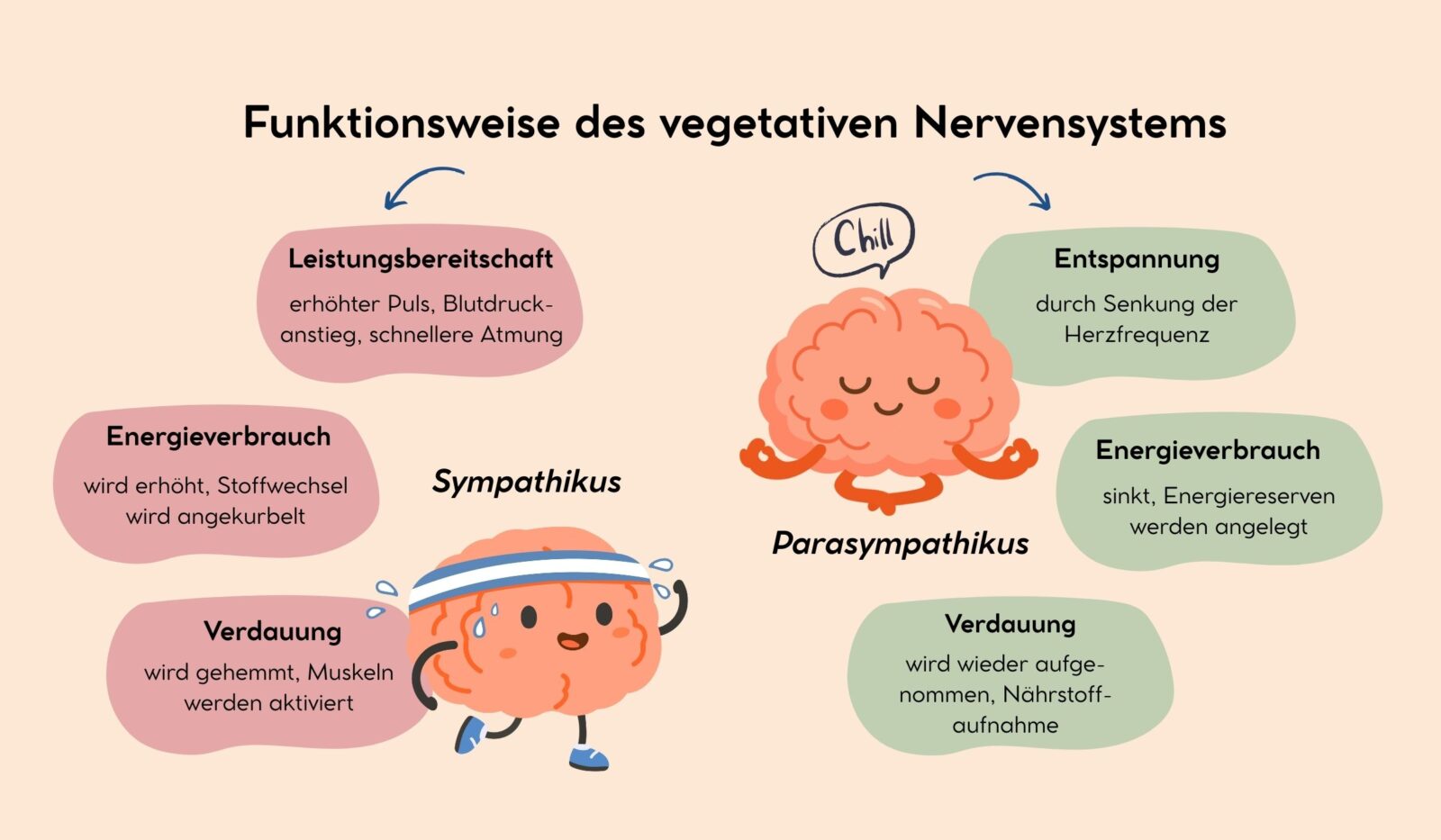 Funktionsweise des vegetativen Nervensystems - Sympathikus und Parasympathikus